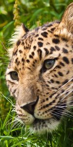 Animals,Grass,Leopard,Muzzle,Sight,Opinion