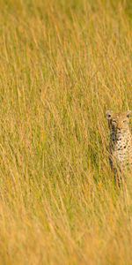 Animals,Grass,Leopard,Predator,Sight,Opinion,Big Cat