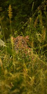 Herbe,Léopard,Opinion,Camouflage,Déguisement,Gros Chat,Vue,Animaux,Fauve,Prédateur