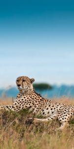 Animals,Grass,Leopard,Rest,Big Cat,Relaxation,Cheetah