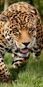 Animales,Hierba,Gato Grande,Huir,Correr,Leopardo