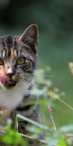 Animals,Grass,Licking,Lick Your Lips,Cat