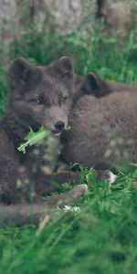 Animals,Grass,Lies,Arctic Fox