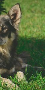 Animals,Grass,Lies,Dog,Shadow