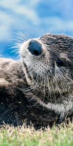 Animals,Grass,Lies,Muzzle,Blur,Smooth,Otter