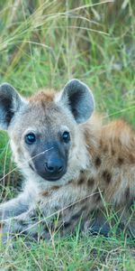 Animals,Grass,Lies,Muzzle,Predator,Hyena