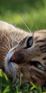 Animals,Grass,Lies,Muzzle,Rest,Relaxation,Cat