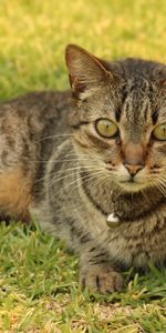 Animals,Grass,Lies,Striped,Collar,Bell,Bubencher,Cat