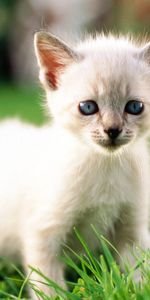 Animals,Grass,Light,Kitty,Light Coloured,Color,Kitten