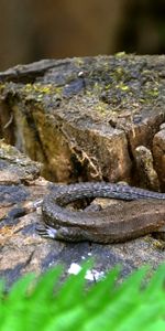 Animals,Grass,Lizard,Moss,Stump,Penek