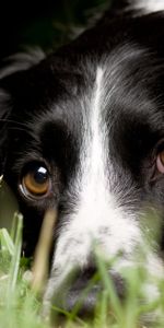 Animals,Grass,Macro,Dog,Sight,Opinion,English Springer Spaniel