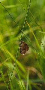 Animals,Grass,Macro,Wings,Butterfly