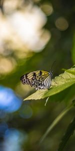 Animals,Grass,Macro,Wings,Glare,Butterfly,Pattern