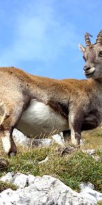 Animales,Hierba,Montaña,Cabra,Cabra De Montaña,Cabra Montés