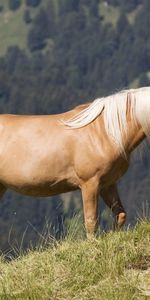 Herbe,Crinière Brillante,Montagnes,Animaux,Cheval