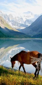 Animals,Grass,Mountains,Lake,Stroll,Horse