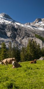 Animals,Grass,Mountains,Vertex,Cows,Tops,Meadow,Switzerland