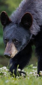 Animals,Grass,Muzzle,Bear,Predator,Sight,Opinion