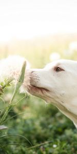 Animals,Grass,Muzzle,Blur,Smooth,Dog,Fluff,Fuzz