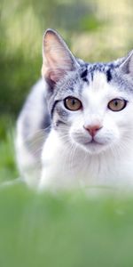 Animals,Grass,Muzzle,Blur,Smooth,Sight,Opinion,Cat