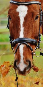 Animals,Grass,Muzzle,Bridle,Horse