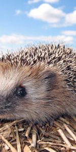 Animals,Grass,Muzzle,Hedgehog,Dry Branches