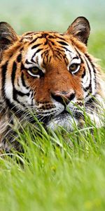 Animals,Grass,Muzzle,Hunting,Hunt,Tiger