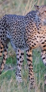 Animals,Grass,Muzzle,Predator,Sight,Opinion,Big Cat,Cheetah