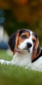 Animals,Grass,Muzzle,Puppy,Beagle