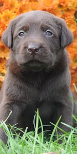 Animals,Grass,Muzzle,Puppy,Flowers