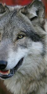 Animals,Grass,Muzzle,Sight,Opinion,Hunting,Hunt,Predator,Flowers,Wolf