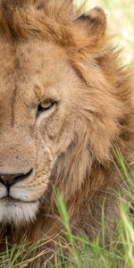 Animals,Grass,Muzzle,Sight,Opinion,Predator,Big Cat,Lion