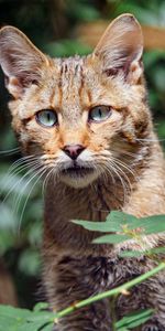 Animals,Grass,Muzzle,Sight,Opinion,Wild Cat,Wildcat,Cat