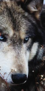 Animals,Grass,Muzzle,Sight,Opinion,Wild,Wolf