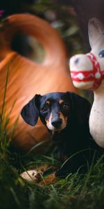 Hierba,Querido,Perro Tejonero,Dachshund,Animales,Lindo,Cachorro