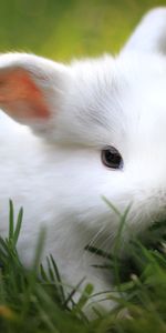 Animals,Grass,Nice,Sweetheart,Rabbit,Food