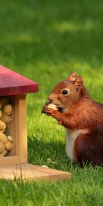 Animals,Grass,Nuts,Trough,Feeder,Squirrel