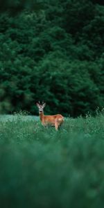 Herbe,Vue,Opinion,Animal,Animaux,Cerf