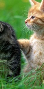 Animals,Grass,Pair,Attentiveness,Care,Mindfulness,Couple,Kittens