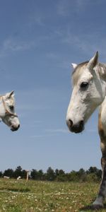 Animals,Grass,Pair,Beautiful,Stroll,Couple,Horses