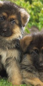 Animals,Grass,Pair,Spotted,Spotty,German Shepherd,Couple,Puppies