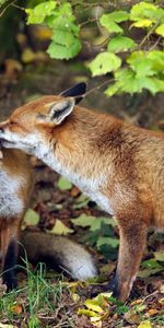 Animals,Grass,Pair,Tenderness,Couple,Fox