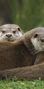 Animals,Grass,Pair,To Lie Down,Lie,European,Otter,Couple