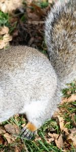 Animals,Grass,Park,Squirrel,Foliage