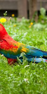 Animals,Grass,Parrots,Bright,Bird