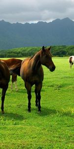 Animals,Grass,Pasture,Horse