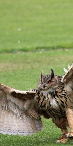 Animals,Grass,Paws,Claws,Wings,Swing,Owl