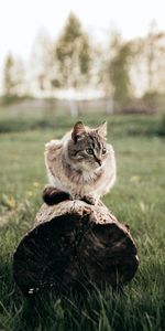 Animals,Grass,Pet,Animal,Log,Cat