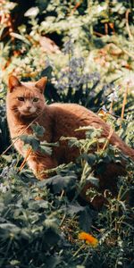 Herbe,Animal Domestique,Un Animal De Compagnie,Animaux,Chat