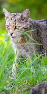 Herbe,Animal Domestique,Langue Saillante,La Langue Est Sortie,Animaux,Chat